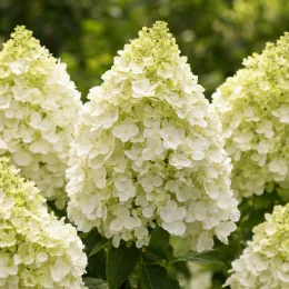 Hortensia paniculé 'Bobo' (Hydrangea paniculata) — grappes florales coniques blanches très denses · Photo d'illustration