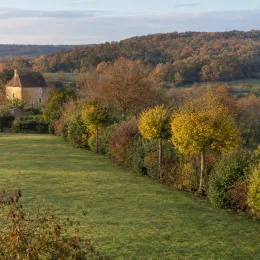 Érable champêtre (Acer campestre) — alignement d'arbres taillés bordant une grande pelouse · Photo d'illustration
