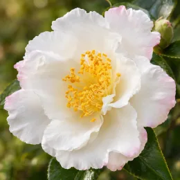 Camélia d'automne 'Orcival blanc' (Camellia sasanqua) — gros plan de fleur blanche à étamines jaunes · Photo d'illustration