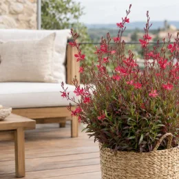 Gaura rouge compacte 'Rubra nana' (Gaura lindheimeri) — plante florifère en pot tressé sur terrasse