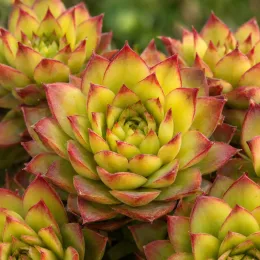 Joubarbe pineapple paradise 'Chick charms pineapple paradise' (Sempervivum) — rosettes charnues jaune vert bordées de rouge · Photo d'illustration