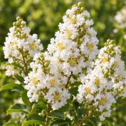 Lilas des indes 'Blanc' (Lagerstroemia indica) — grappes de petites fleurs blanches et feuillage · Photo d'illustration
