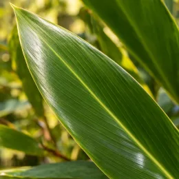 Gingembre coquille panaché (Alpinia) — gros plan de longue feuille verte nervurée · Photo d'illustration