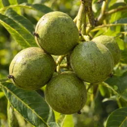 Noyer noir d'amérique 'Jni 900 france' (Juglans nigra) — groupe de fruits verts ronds sur branche