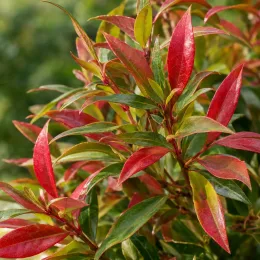 Leucothoé 'Little flame' (Leucothoe walteri) — feuillage dense aux feuilles vertes et rouges · Photo d'illustration