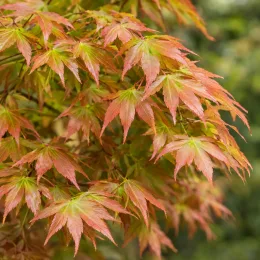 Érable du japon 'Emerald' (Acer) — feuillage fin aux teintes vertes et orangées