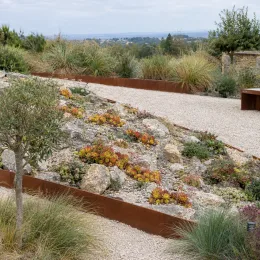 Joubarbe jaune orangé 'Gold rush' (Sempervivum) — massif de plantes succulentes colorées en rocaille · Photo d'illustration