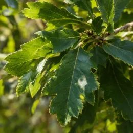 Chêne sargent 'Thomas' (Quercus × sargentii) — feuillage dentelé vert en gros plan ensoleillé · Photo d'illustration