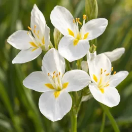 Iris de nouvelle-zélande (Libertia grandiflora) — fleurs blanches ouvertes au cœur jaune · Photo d'illustration