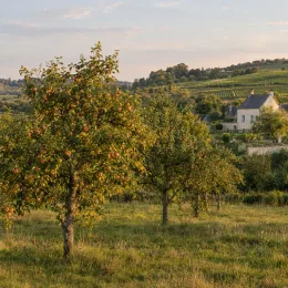 Pommier 'Usta churia' (Malus domestica) — alignement d’arbres fruitiers dans un verger champêtre · Photo d'illustration