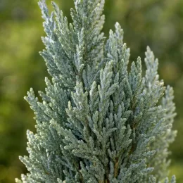 Cyprès de l'arizona 'Fastigiata' (Cupressus arizonica) — gros plan sur feuillage conifère bleuté