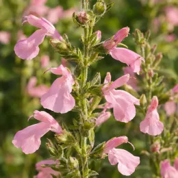 Sauge arbustive rose 'Lily rose' (Salvia × jamensis) — gros plan sur épis de fleurs roses · Photo d'illustration