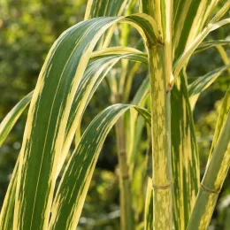 Canne de provence jaune 'Aureovariegata' (Arundo donax) — tiges dressées avec long feuillage vert panaché jaune · Photo d'illustration