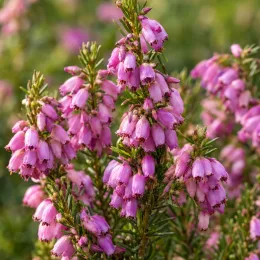 Bruyère 'Spring surprise' (Erica) — grappes de petites clochettes roses en fleurs · Photo d'illustration