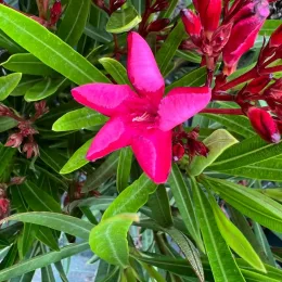Laurier rose 'Colnem' (Nerium oleander) — fleur rose vif à cinq pétales et boutons