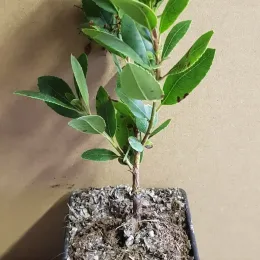 Arbousier Atlantic (Arbutus unedo) — jeune plant feuillu dans pot de pépinière · Godet
