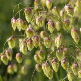 Briza (Briza media) — grappes de petites inflorescences pendantes vert jaunâtre · Photo d'illustration