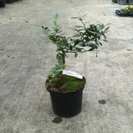 Kumquattier rond 'Hindsii' (Citrus fortunella) — petit arbuste ramifié sur tige en pot noir · Pot 5L Tige