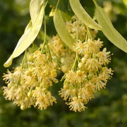 Tilleul d'amérique (Tilia americana) — grappes de petites fleurs jaune pâle