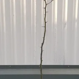 Citrange 'Carrizo' (Citrus sinensis) — jeune plant épineux dressé en pot · Pot 5L Baliveau