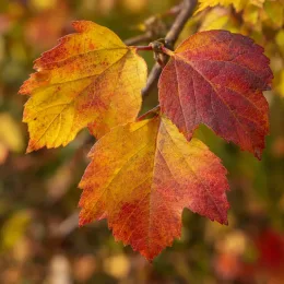 Viorne boule de neige 'Xanthocarpum' (Viburnum opulus) — gros plan sur feuilles aux teintes automnales · Photo d'illustration