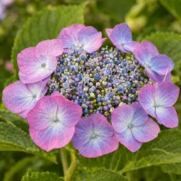 Hortensia japonais 'Veerle' (Hydrangea serrata) — inflorescence plate aux fleurs roses et bleues · Photo d'illustration