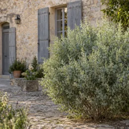 Atriplex (Atriplex halimus) — grand arbuste dense au feuillage clair près d’une maison · Photo d'illustration