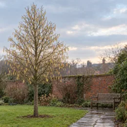 Noisetier de byzance (Corylus colurna) — arbre élancé à chatons pendants dans un jardin · Photo d'illustration