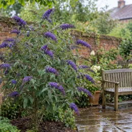 Arbre aux papillons 'Reve de papillon blue' (Buddleia davidii) — arbuste fleuri à grappes violettes près d’un banc · Photo d'illustration