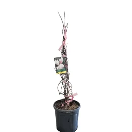 Magnolia de soulange (Magnolia soulangeana) — jeune plant dressé en pot noir · Pot 15L