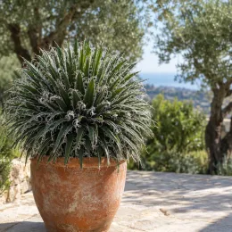 Agave à fleurs géminées 'Rastaman' (Agave geminiflora) — plante graphique en boule dans un pot en terre