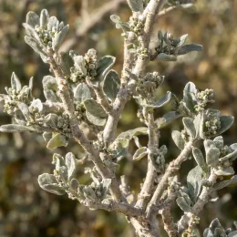 Atriplex (Atriplex halimus) — rameau aux petites feuilles ovales grisâtres · Photo d'illustration