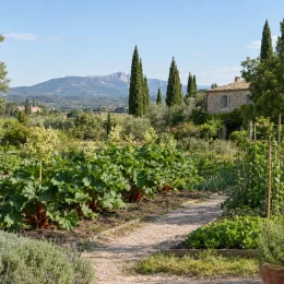 Rhubarbe géante victoria 'Victoria' (Rheum rhabarbarum) — massifs potagers verdoyants le long d'un sentier · Photo d'illustration