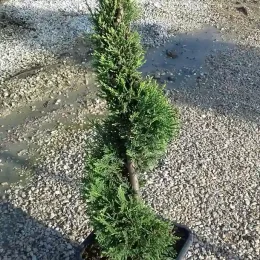 Cyprès de Leyland (Cupressocyparis leylandii) — arbuste persistant taillé en spirale en pot · Pot 15L