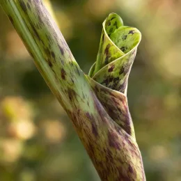 Colocasia panaché 'Mojito' (Colocasia esculenta) — jeune feuille tachetée en train de se dérouler