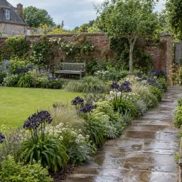 Agapanthe 'Magic' (Agapanthus) — massif fleuri le long d'une allée de jardin · Photo d'illustration