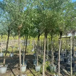 Robinier faux-acacia 'Umbraculifera' (Robinia pseudoacacia) — alignement de jeunes arbres tiges en pots gris · Pot 30L Tige 16/18