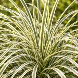 Lomandra 'White sand' — touffes de longues feuilles panachées arquées · Photo d'illustration