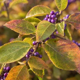 Arbre aux bonbons (Callicarpa bodinieri) — grappes de petites baies violettes parmi les feuilles