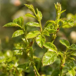Rosier couvre-sol 'Pablito' (Rosa) — jeunes pousses vertes au feuillage brillant · Photo d'illustration