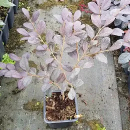 Loropétale de chine 'Rouge de la majorie' (Loropetalum chinensis) — jeune arbuste au feuillage pourpré en pot · Godet