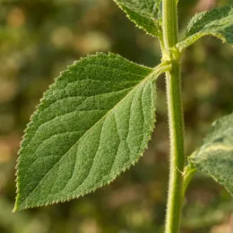 Sauge officinale (Salvia bethelli) — gros plan sur une feuille unique sur tige · Photo d'illustration