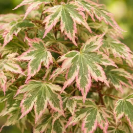 Érable du japon 'Butterfly' (Acer palmatum) — feuillage panaché vert bordé de rose · Photo d'illustration