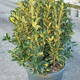 Fusain du japon 'Duc d anjou' (Euonymus japonicus) — arbuste dense au feuillage panaché vert et jaune · Pot 10L