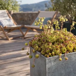 Joubarbe à rosette vert jaunâtre (Sempervivum × allionii) — succulente en bac métallique sur terrasse en bois · Photo d'illustration