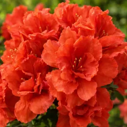 Azalée japonaise 'Fete des meres rouge' (Azalea japonica) — gros plan de fleurs rouges groupées · Photo d'illustration