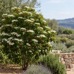 Viorne de chine 'Kilimandjaro' (Viburnum plicatum) — grand arbuste fleuri avec baies rouges au jardin