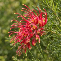 Grevillea 'Mason's hybrid' — inflorescence rouge aux étamines allongées, feuillage fin · Photo d'illustration