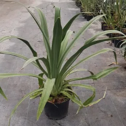 Pluie d'étoiles du mexique (Furcraea longaeva) — grand plant graphique en pot de pépinière · Pot 8L