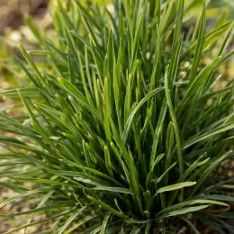 Plume du kansas 'Floristan weiss' (Liatris spicata) — touffe dense de feuilles étroites vertes · Photo d'illustration